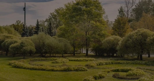 Зеленые деревья